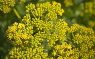 Flora of Gran Canaria - flowering Astydamia latifolia, Canary Sea Fennel, edible plant native to Canary Islands, natural macro floral background
