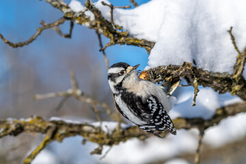 A female  Downy Woodpecker (Dryobates pubescens)  on a snow covered branch in winter. 