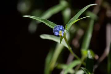 Violet Bloom