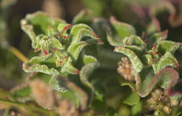 Flora of Gran Canaria - Mesembryanthemum crystallinum,  common ice plant natural macro floral...
