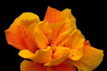 Fototapeta na wymiar Beautiful double yellow and orange Hibiscus rosa-sinensis aka Chinese hibiscus isolated on black background 
