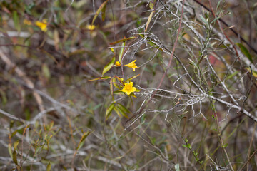 Yellow Bell Flowers