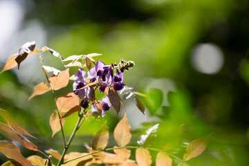 Violet Bulbs