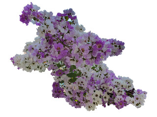 Obraz premium Pride of India has purple and white flowers. Properties for diarrhea, as a pressure reducing drug, cure urinary tract diseases. On a white background.