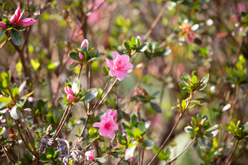 Fototapeta premium Pink Flowers in Bloom