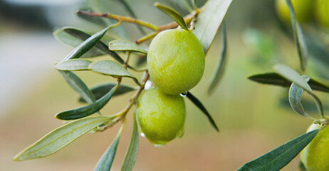 Green oliv tree in an olive grove with ripe olives on the branch ready for harvest.