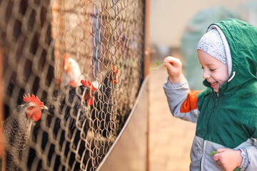 Authentic shot of happy little smiling boy is feeding domestic hens in the courtyard of the house near the chicken coop in a sunny spring day. Concept: love for animals and nature, agriculture © Natalya