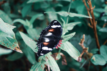 Butterfly on green leaves. beautiful is black. nature wild. fauna in the nature