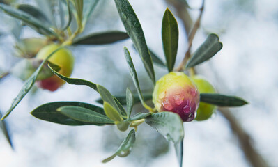 Pink oliv tree in an olive grove with ripe olives on the branch ready for harvest.