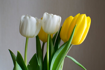 Naklejka premium bouquet of yellow and white tulips in a vase