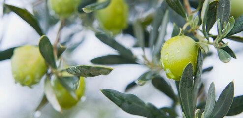 Green oliv tree in an olive grove with ripe olives on the branch ready for harvest.