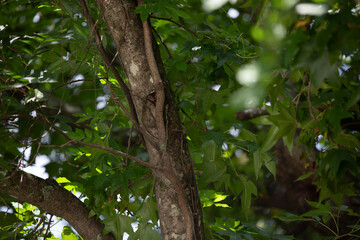 Tree in Spring