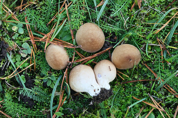 Apioperdon pyriforme, previously called Lycoperdon pyriforme, commonly known as the pear-shaped puffball or stump puffball, fungus from Finland