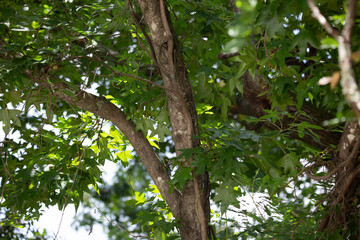 Tree in Spring
