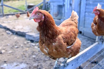 Huhn