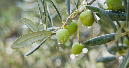 Green oliv tree in an olive grove with ripe olives on the branch ready for harvest.