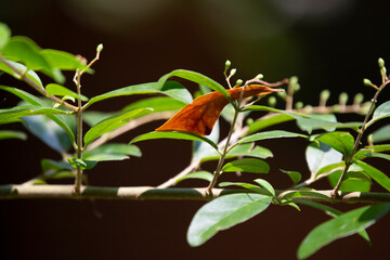 Brown Leaf on Green Bush