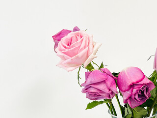 beautiful roses isolated on a white background. Copy space 