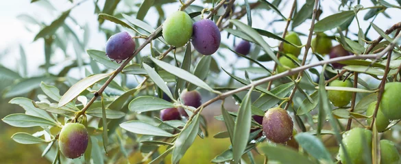 Keuken foto achterwand Liguria Pink oliv tree in an olive grove with ripe olives on the branch ready for harvest.