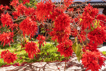Planta con flores de color rojo en forma circular.
