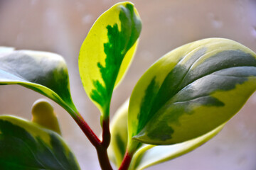 a potted flower against the backdrop of a glass pane sprinkled with raindrops