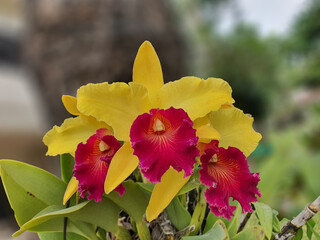 Obraz premium Yellow orchids alternate bright red blur background.