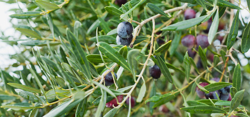 Black oliv tree in an olive grove with ripe olives on the branch ready for harvest.