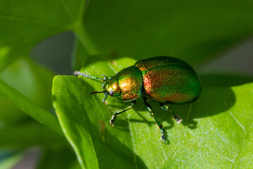 The tansy beetle (lat. Chrysolina graminis), of the family Chrysomelidae.