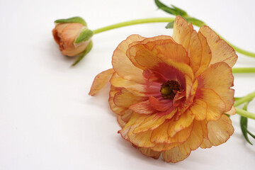 赤とゴールドのラックス・ムーサ