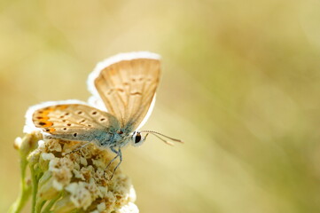 butterfly on a flower
