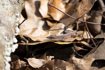 Brown-Phase Anole