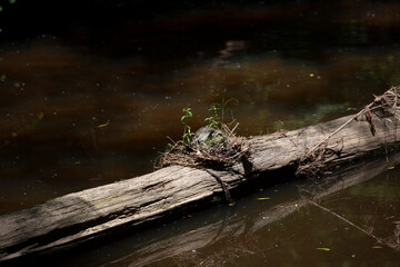 Fallen Tree Log