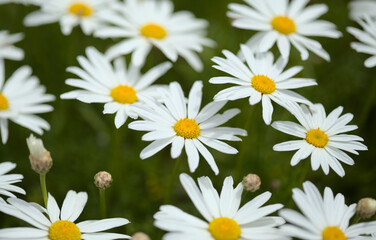 Flora of Gran Canaria -  Argyranthemum, marguerite daisy endemic to the Canary Islands
