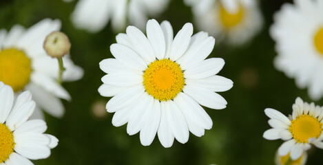 Flora of Gran Canaria -  Argyranthemum, marguerite daisy endemic to the Canary Islands
