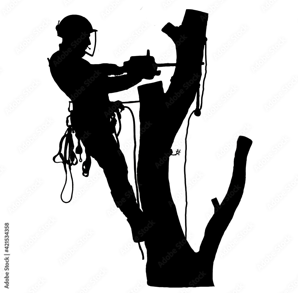 Wall mural Tree Surgeon sawing a tree