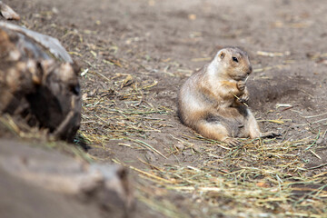 prairie dog eating