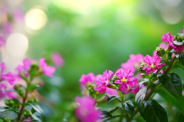 Little flower pink purple color beautiful in garden on green blurred background and bokeh light with copy space, False heather or Mexican heather, Elfin herb, Scientific name Cuphea hyssopifolia.