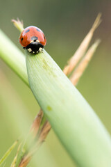 ladybird on a leaf