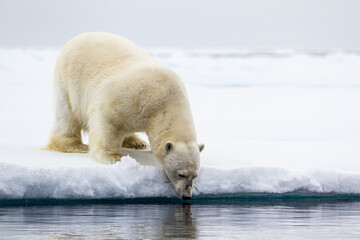 Obraz na płótnie Canvas A curious male polar bear stands at the water's edge in the Arctic