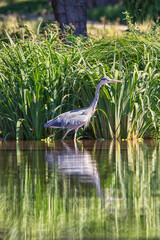great heron