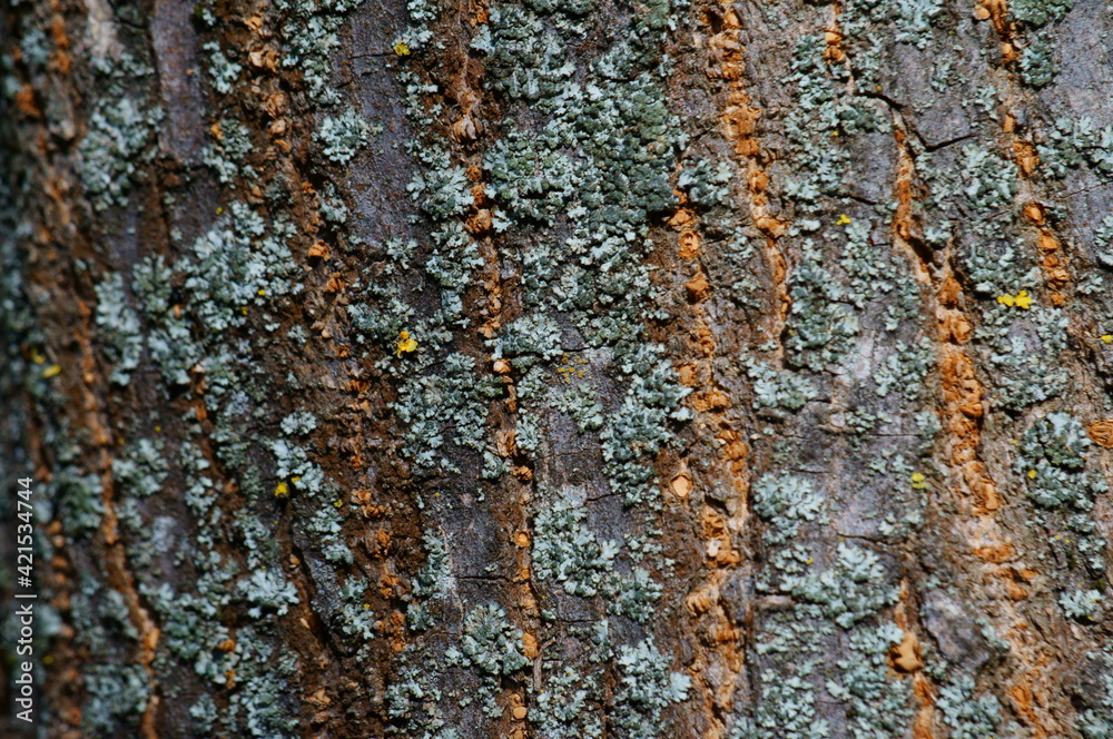 Sticker tree bark close-up. background image.