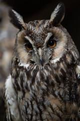 great horned owl