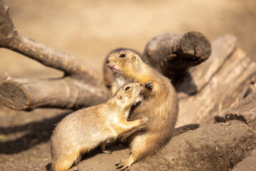 prairie dog eating