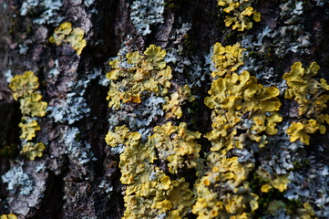 Yellow lichen on the bark of a tree.