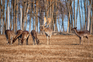 deer in the woods