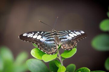 butterfly on leaf