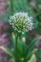 close up of an allium flower