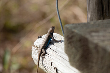 Large Male Eastern Fence Lizard