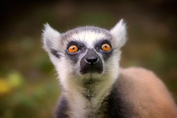 ring tailed lemur