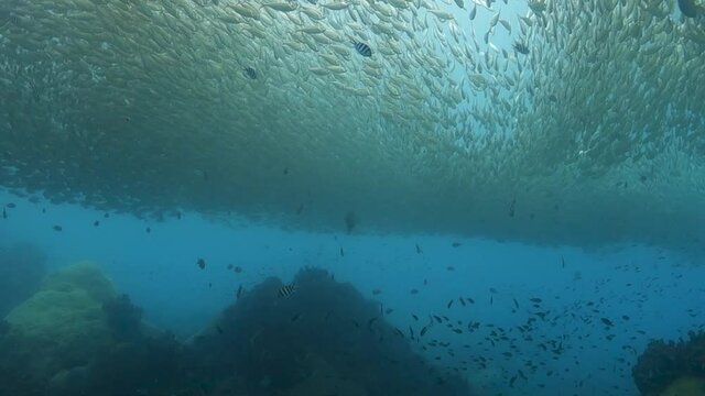 Large Cloud of Selar Boop Fish Shoaling in Shallow Tropical Bay Water